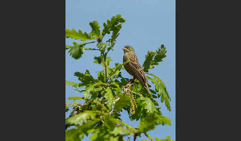 Ortolan (Emberiza hortulana)