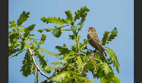 Ortolan (Emberiza hortulana)