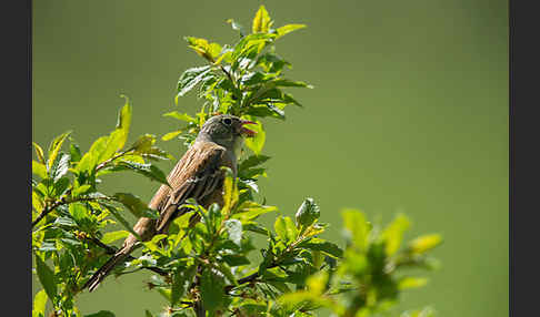 Ortolan (Emberiza hortulana)