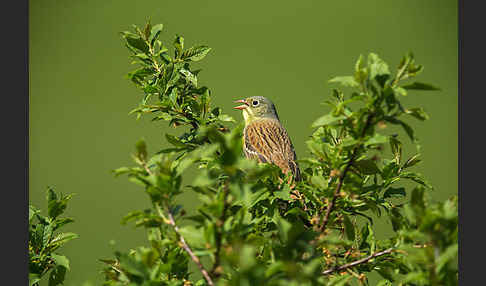 Ortolan (Emberiza hortulana)