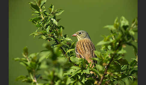 Ortolan (Emberiza hortulana)