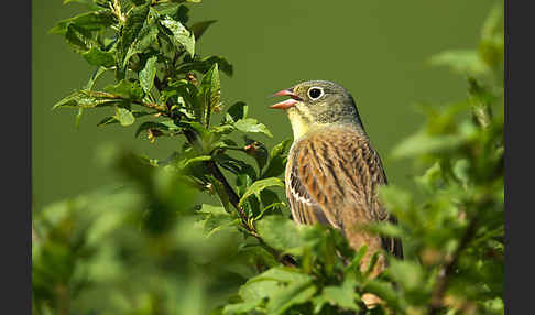 Ortolan (Emberiza hortulana)