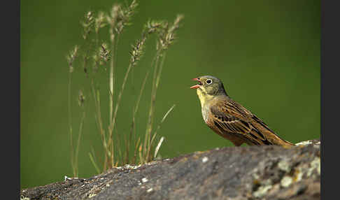 Ortolan (Emberiza hortulana)