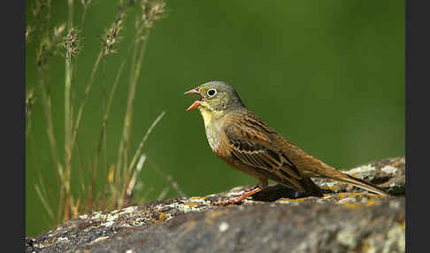 Ortolan (Emberiza hortulana)