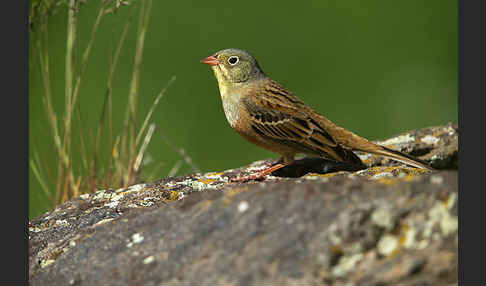 Ortolan (Emberiza hortulana)