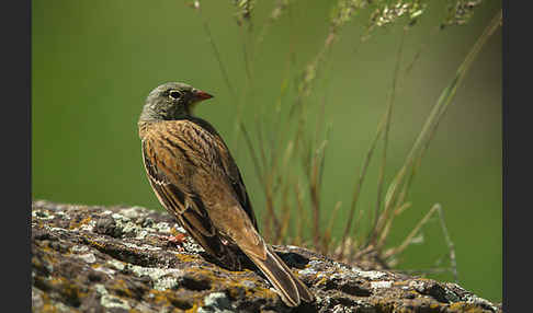 Ortolan (Emberiza hortulana)