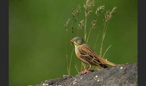 Ortolan (Emberiza hortulana)