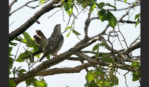 Kurzfangsperber (Accipiter brevipes)