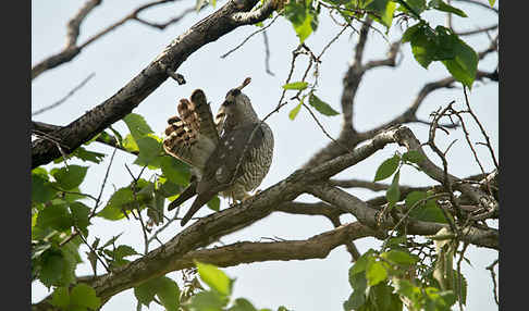 Kurzfangsperber (Accipiter brevipes)