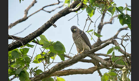 Kurzfangsperber (Accipiter brevipes)