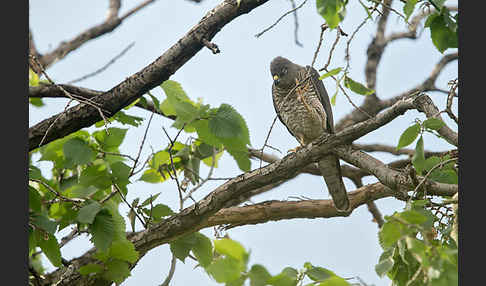 Kurzfangsperber (Accipiter brevipes)