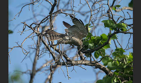 Kurzfangsperber (Accipiter brevipes)