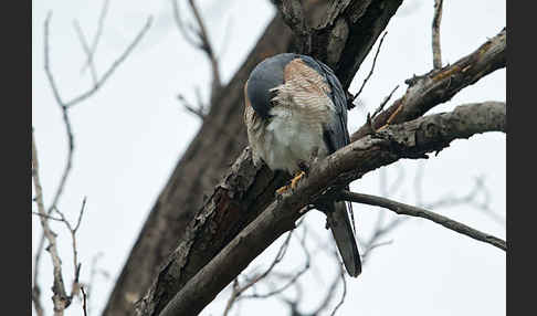 Kurzfangsperber (Accipiter brevipes)