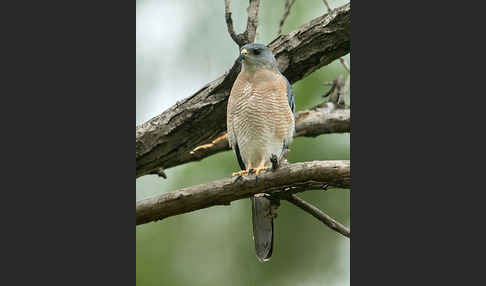 Kurzfangsperber (Accipiter brevipes)