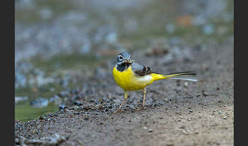 Gebirgsstelze (Motacilla cinerea)