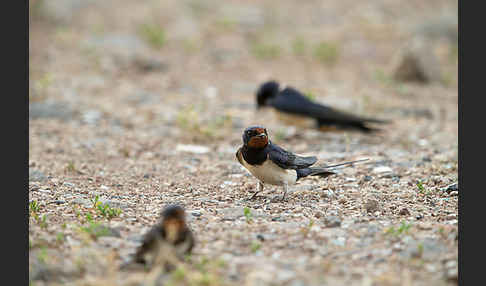 Rauchschwalbe (Hirundo rustica)