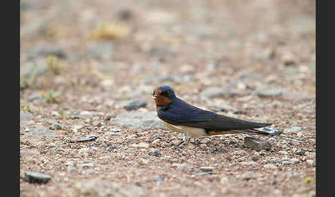 Rauchschwalbe (Hirundo rustica)