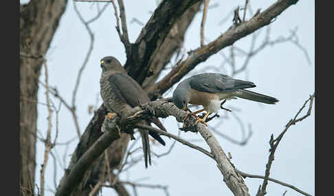 Kurzfangsperber (Accipiter brevipes)