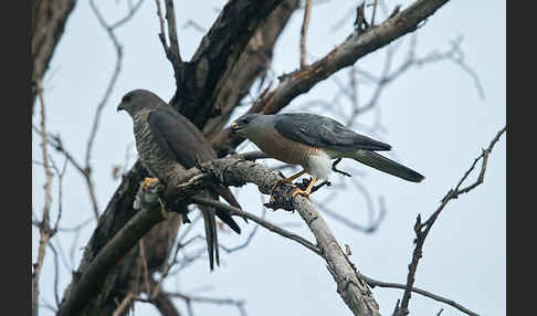 Kurzfangsperber (Accipiter brevipes)