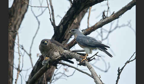 Kurzfangsperber (Accipiter brevipes)