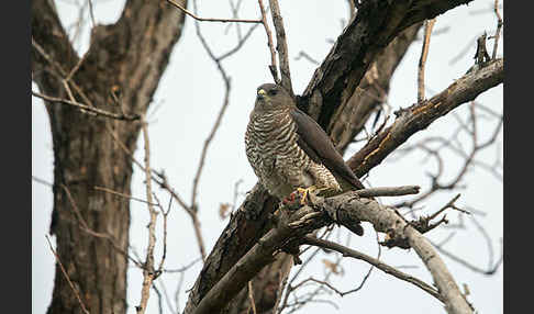 Kurzfangsperber (Accipiter brevipes)