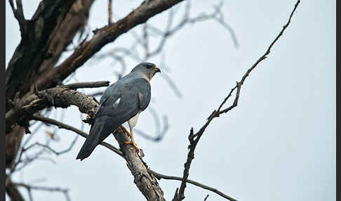 Kurzfangsperber (Accipiter brevipes)