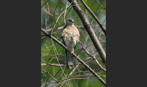 Kurzfangsperber (Accipiter brevipes)