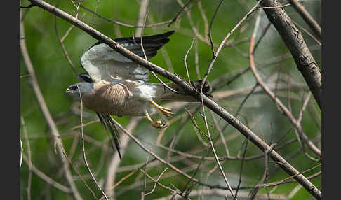 Kurzfangsperber (Accipiter brevipes)