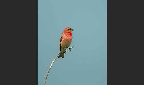 Karmingimpel (Carpodacus erythrinus)