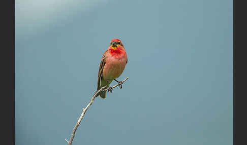 Karmingimpel (Carpodacus erythrinus)