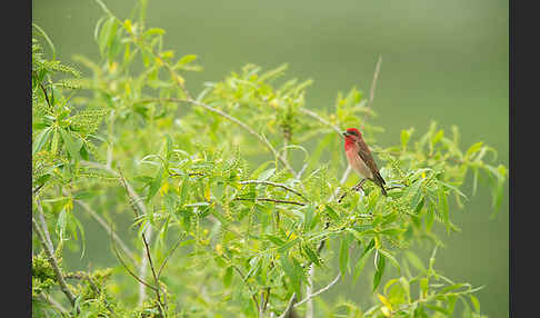 Karmingimpel (Carpodacus erythrinus)