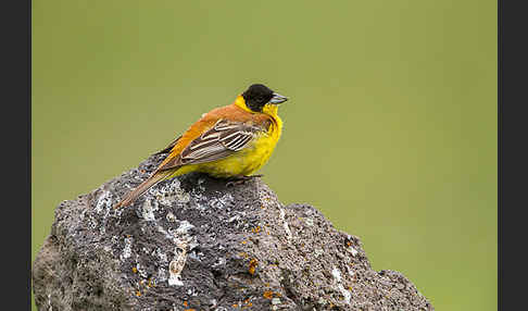 Kappenammer (Emberiza melanocephala)