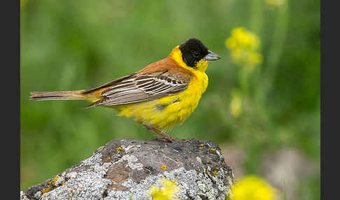 Kappenammer (Emberiza melanocephala)