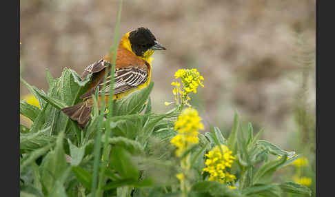 Kappenammer (Emberiza melanocephala)