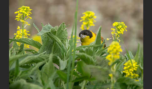 Kappenammer (Emberiza melanocephala)