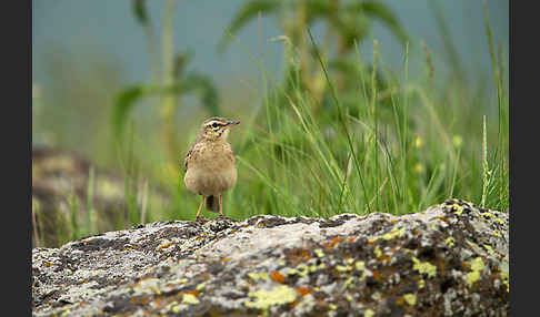 Brachpieper (Anthus campestris)