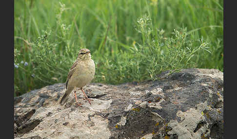 Brachpieper (Anthus campestris)