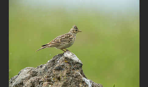 Feldlerche (Alauda arvensis)