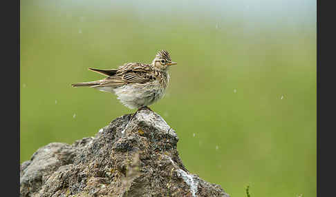 Feldlerche (Alauda arvensis)