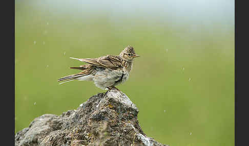 Feldlerche (Alauda arvensis)