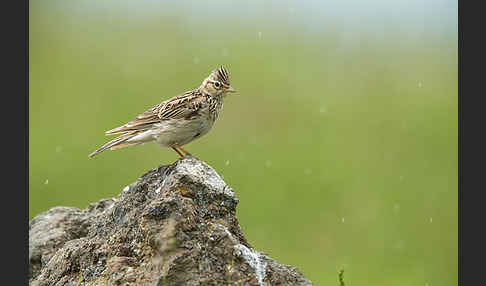 Feldlerche (Alauda arvensis)