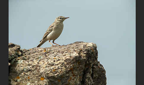 Brachpieper (Anthus campestris)