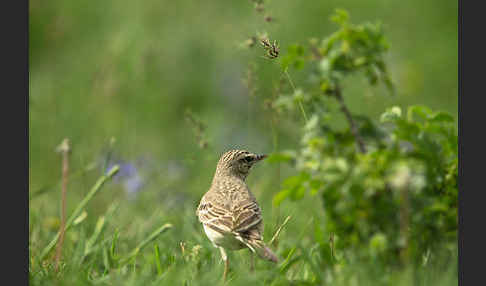 Brachpieper (Anthus campestris)