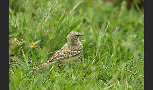 Brachpieper (Anthus campestris)