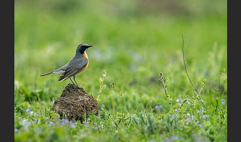 Weißkehlsänger (Irania gutturalis)