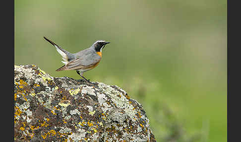 Weißkehlsänger (Irania gutturalis)