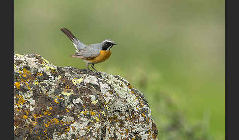 Weißkehlsänger (Irania gutturalis)