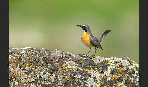 Weißkehlsänger (Irania gutturalis)