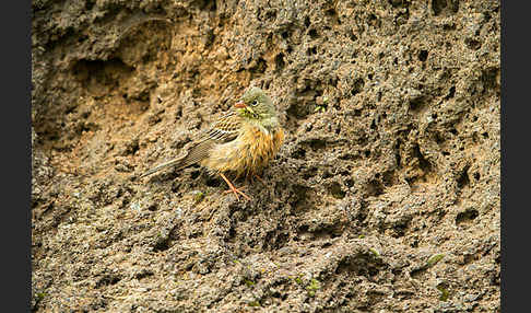 Ortolan (Emberiza hortulana)