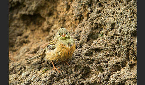 Ortolan (Emberiza hortulana)